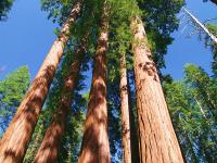 Giant Sequoia